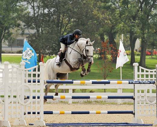 Zilverstar VDL - Show Jumping Stallion